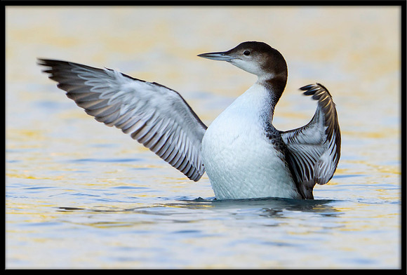 Common Loon