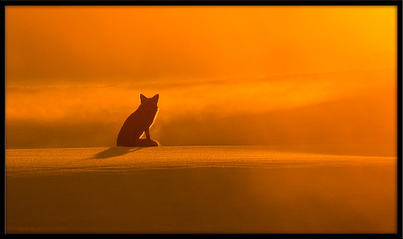 Red Fox