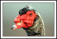 Muscovy Duck