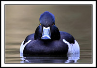 Ring-necked Duck