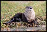 River Otter