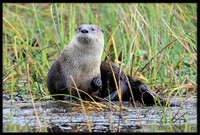 River Otter