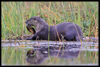 River Otter