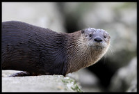 River Otter