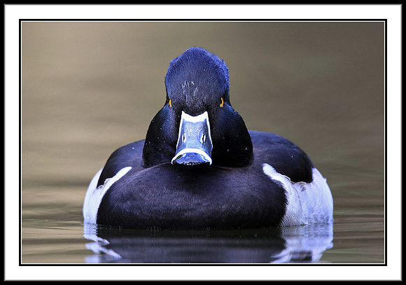 Ring-necked Duck