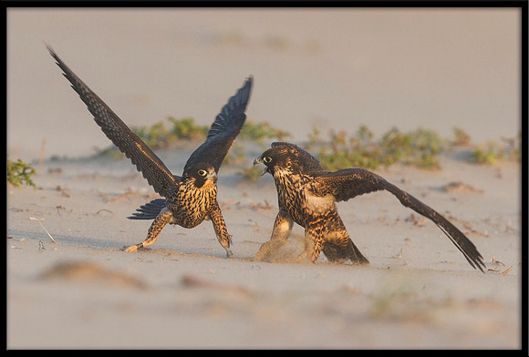 Peregrine Falcon chicks
