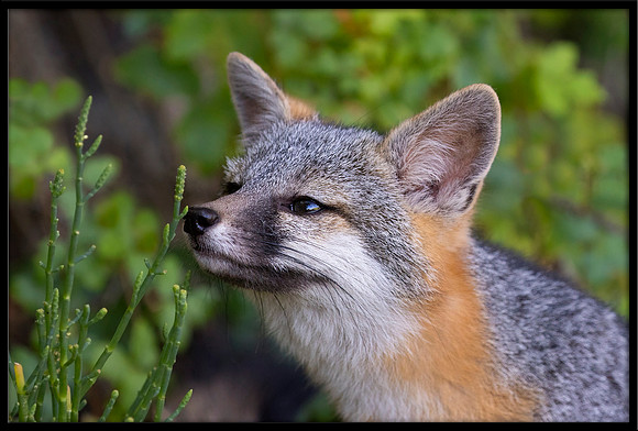 Grey Fox Kit