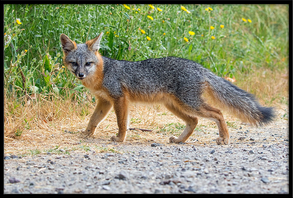 Grey Fox Kit