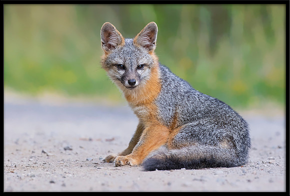 Grey Fox Kit