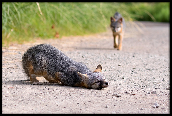 Grey Fox Kit