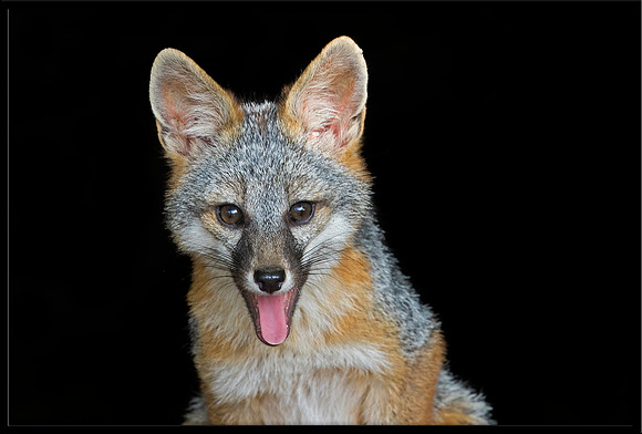 Grey Fox Kit