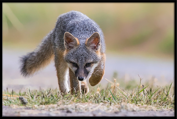 Grey Fox Kit