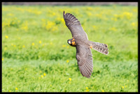 Aplomado Falcon