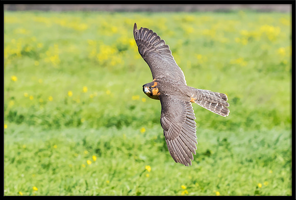 Aplomado Falcon