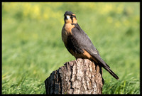 Aplomado Falcon