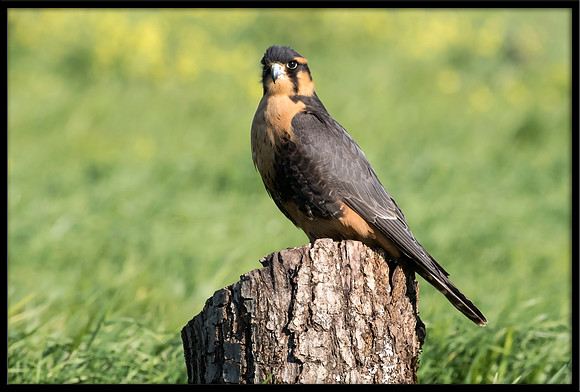 Aplomado Falcon