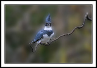Kingfisher