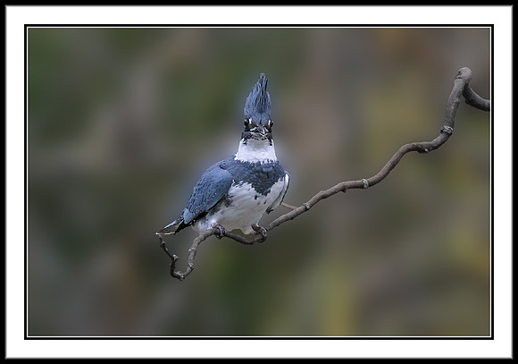 Kingfisher