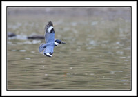 Kingfisher