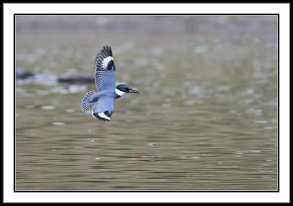 Kingfisher