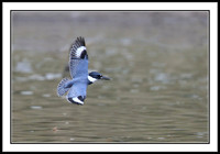Kingfisher