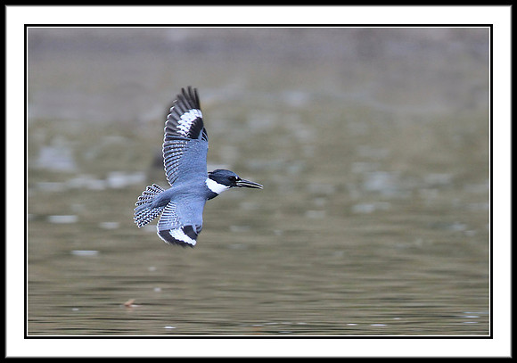 Kingfisher