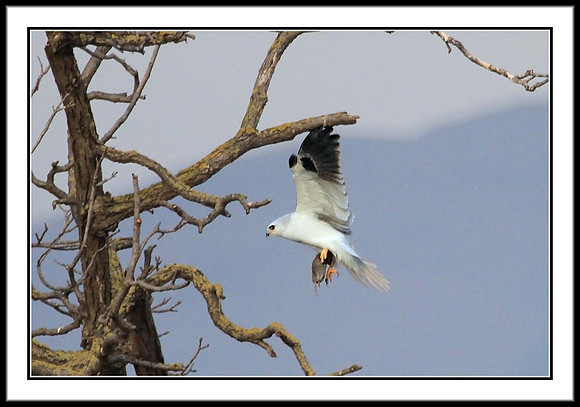 White-tailed Kite with dinner