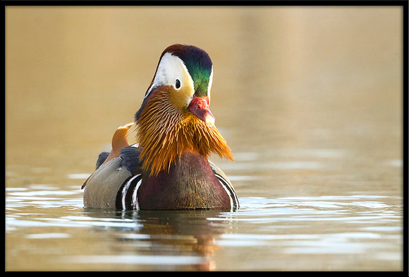 Mandarin Duck