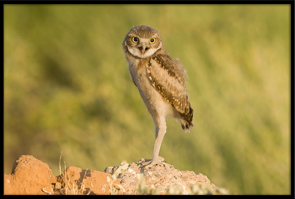 Burrowing Owlet