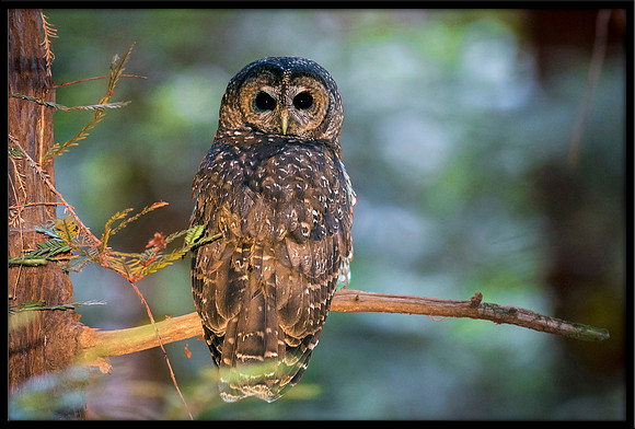 Northern Spotted Owl