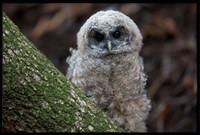 Northern Spotted Owl