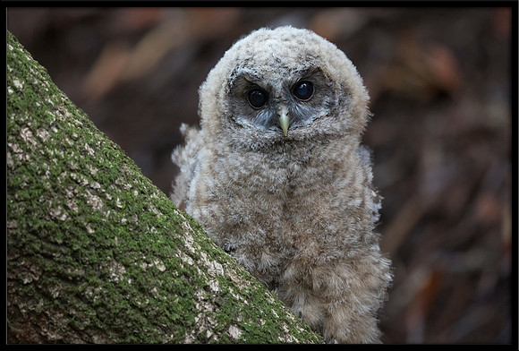 Northern Spotted Owl