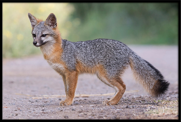 Grey Fox Kit