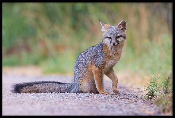 Grey Fox Kit