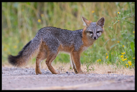 Grey Fox Kit