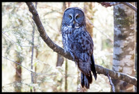 Great Grey Owl