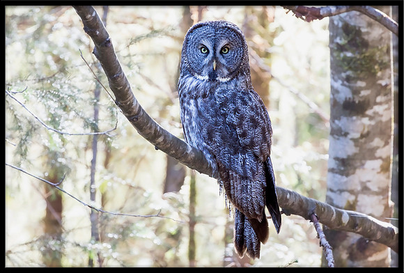 Great Grey Owl