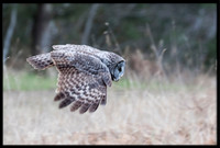 Great Grey Owl