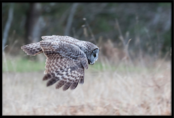 Great Grey Owl