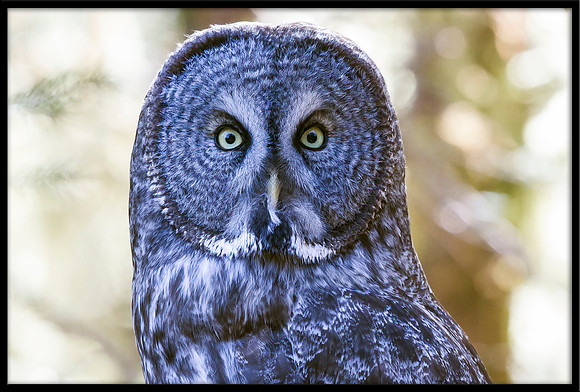 Great Grey Owl