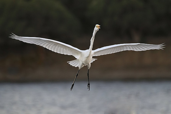 Great Egret
