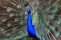 Peacock displaying