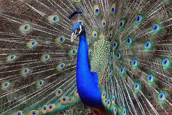 Peacock displaying