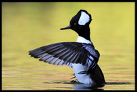 Hooded Mergansers