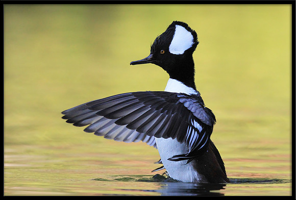 Hooded Merganser