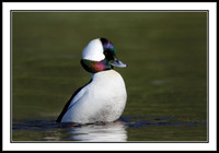 Bufflehead