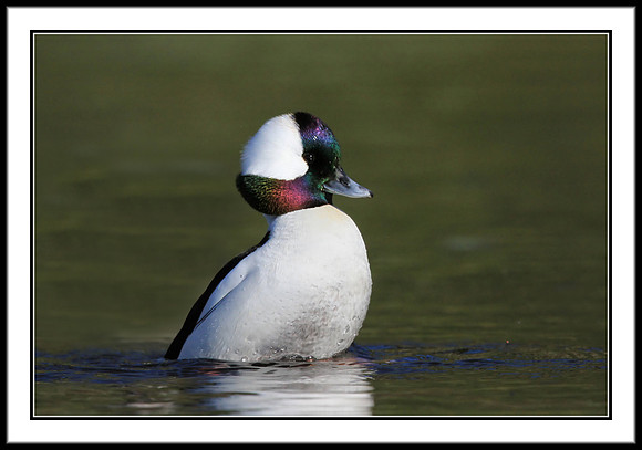 Bufflehead