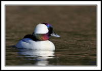 Bufflehead