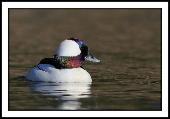 Bufflehead