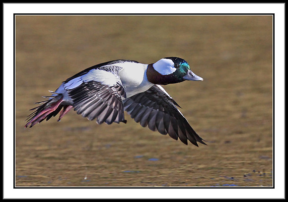 Bufflehead